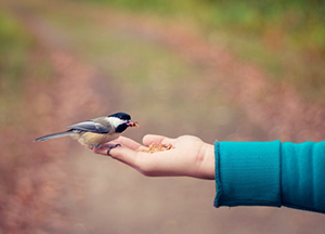hand feeding bird