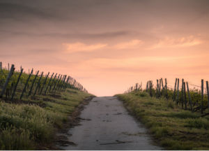 path between vineyards