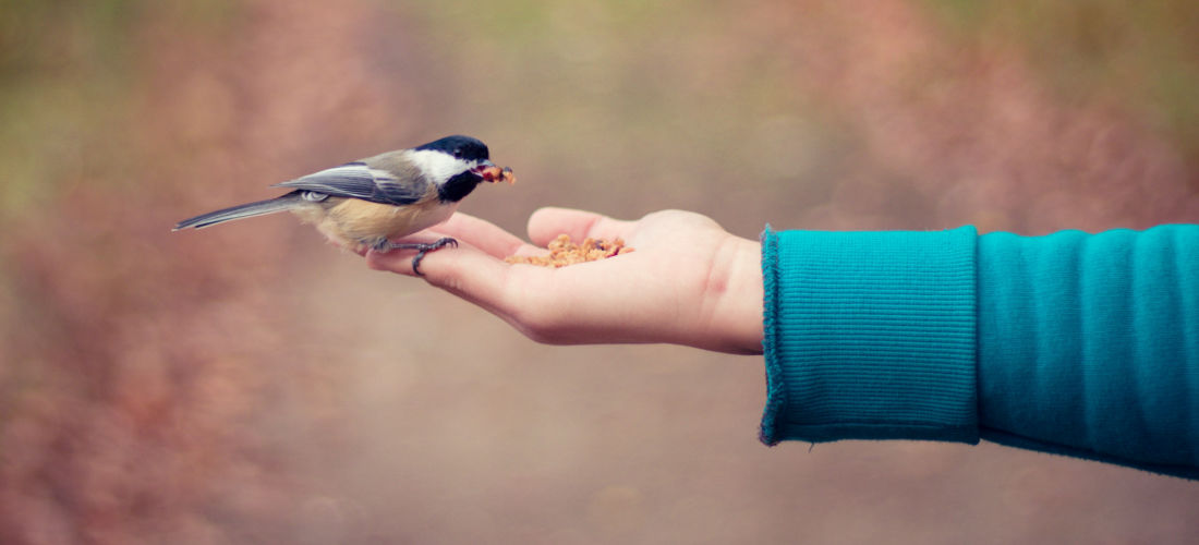 hand-feeding-bird-hero-image