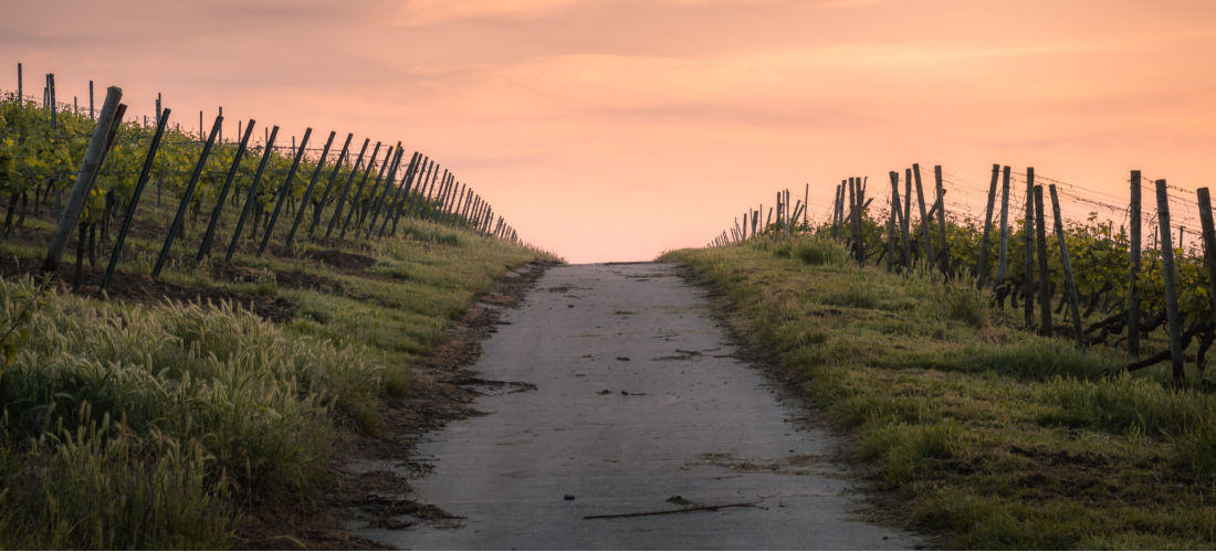 path-between-vinyards-sunset